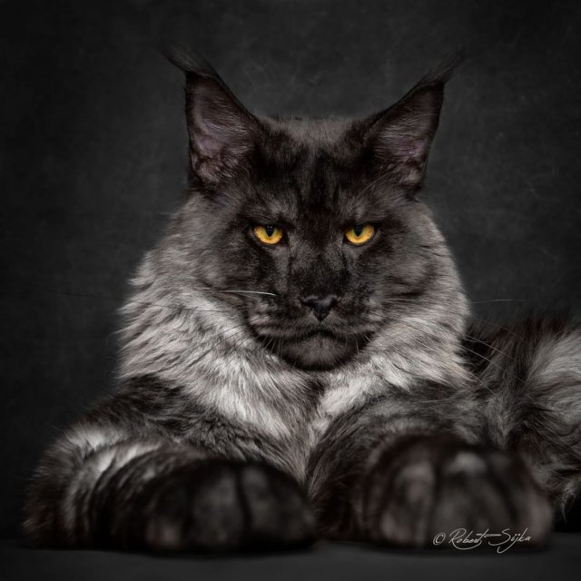 Пост невероятно царственных кошек породы Мэйн кун