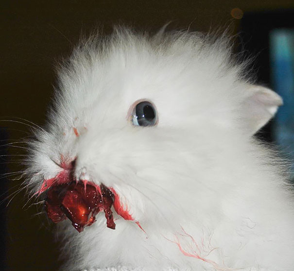 Смешные и жутковатые фото животных кушающих клубнику