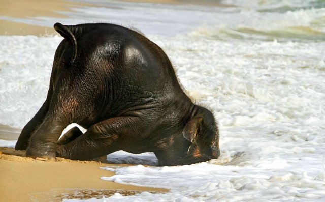 Потрясающие фотографии слонёнка, первый раз купающегося в море