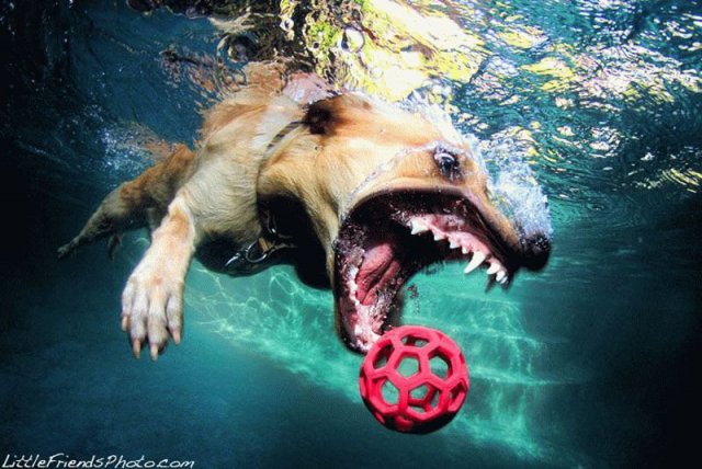 Удивительные фотографии ныряющих собак