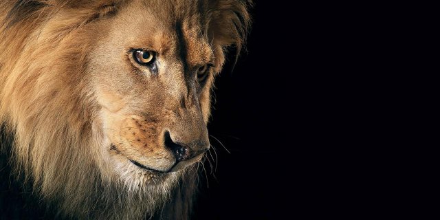 Фото царственных львов на обои