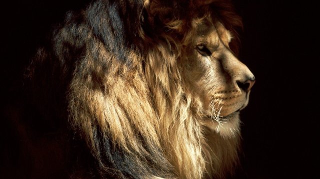 Фото царственных львов на обои