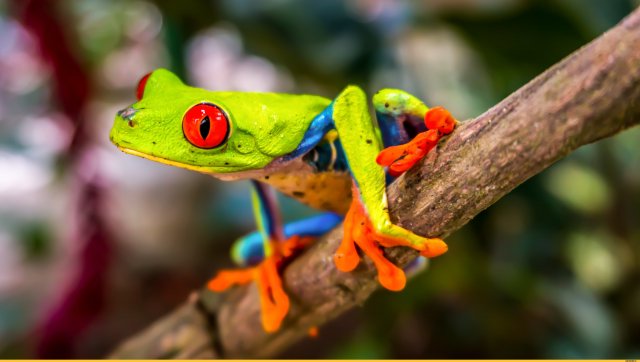 Яркие фото тропических лягушек в отличном качестве